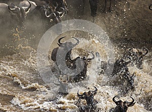 Wildebeests are crossing Mara river. Great Migration. Kenya. Tanzania. Masai Mara National Park.