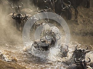 Wildebeests are crossing Mara river. Great Migration. Kenya. Tanzania. Masai Mara National Park.