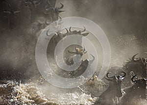 Wildebeests are crossing Mara river. Great Migration. Kenya. Tanzania. Masai Mara National Park.