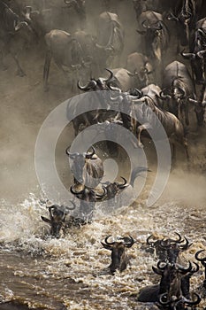 Wildebeests are crossing Mara river. Great Migration. Kenya. Tanzania. Masai Mara National Park.