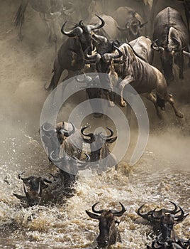 Wildebeests are crossing Mara river. Great Migration. Kenya. Tanzania. Masai Mara National Park.