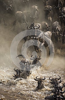 Wildebeests are crossing Mara river. Great Migration. Kenya. Tanzania. Masai Mara National Park.