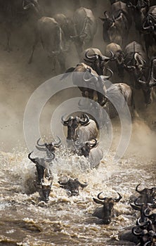 Wildebeests are crossing Mara river. Great Migration. Kenya. Tanzania. Masai Mara National Park.