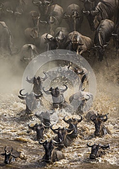 Wildebeests are crossing Mara river. Great Migration. Kenya. Tanzania. Masai Mara National Park.