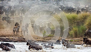 Wildebeests are crossing Mara river. Great Migration. Kenya. Tanzania. Masai Mara National Park.