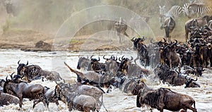 Wildebeests are crossing Mara river. Great Migration. Kenya. Tanzania. Masai Mara National Park.