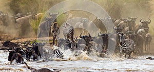 Wildebeests are crossing Mara river. Great Migration. Kenya. Tanzania. Masai Mara National Park.