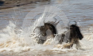 Wildebeests are crossing Mara river. Great Migration. Kenya. Tanzania. Masai Mara National Park.