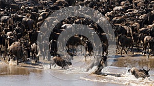 Wildebeests are crossing Mara river. Great Migration. Kenya. Tanzania. Masai Mara National Park.