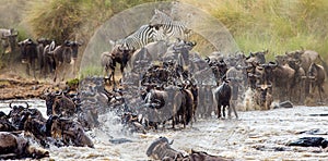 Wildebeests are crossing Mara river. Great Migration. Kenya. Tanzania. Masai Mara National Park.