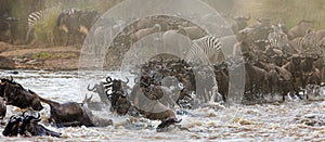 Wildebeests are crossing Mara river. Great Migration. Kenya. Tanzania. Masai Mara National Park.