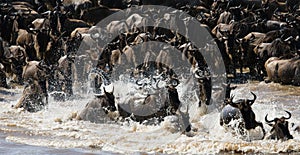 Wildebeests are crossing Mara river. Great Migration. Kenya. Tanzania. Masai Mara National Park.