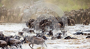 Wildebeests are crossing Mara river. Great Migration. Kenya. Tanzania. Masai Mara National Park.