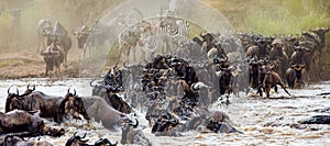 Wildebeests are crossing Mara river. Great Migration. Kenya. Tanzania. Masai Mara National Park.