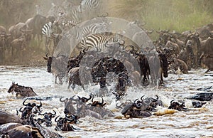 Wildebeests are crossing Mara river. Great Migration. Kenya. Tanzania. Masai Mara National Park.