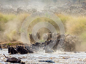 Wildebeests are crossing Mara river. Great Migration. Kenya. Tanzania. Masai Mara National Park.