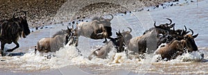 Wildebeests are crossing Mara river. Great Migration. Kenya. Tanzania. Masai Mara National Park.