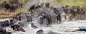 Wildebeests are crossing Mara river. Great Migration. Kenya. Tanzania. Masai Mara National Park.