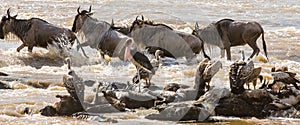 Wildebeests are crossing Mara river. Great Migration. Kenya. Tanzania. Masai Mara National Park.