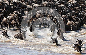 Wildebeests are crossing Mara river. Great Migration. Kenya. Tanzania. Masai Mara National Park.