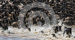 Wildebeests are crossing Mara river. Great Migration. Kenya. Tanzania. Masai Mara National Park.