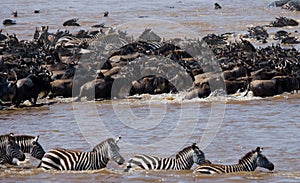 Wildebeests are crossing Mara river. Great Migration. Kenya. Tanzania. Masai Mara National Park.