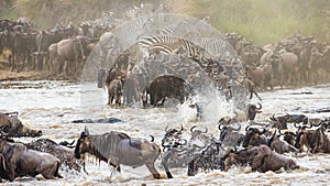 Wildebeests are crossing Mara river. Great Migration. Kenya. Tanzania. Masai Mara National Park.