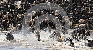 Wildebeests are crossing Mara river. Great Migration. Kenya. Tanzania. Masai Mara National Park.