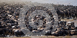 Wildebeests are crossing Mara river. Great Migration. Kenya. Tanzania. Masai Mara National Park.