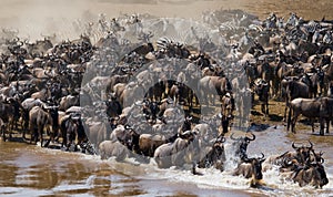 Wildebeests are crossing Mara river. Great Migration. Kenya. Tanzania. Masai Mara National Park.