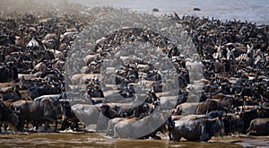 Wildebeests are crossing Mara river. Great Migration. Kenya. Tanzania. Masai Mara National Park.