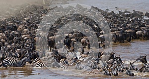 Wildebeests are crossing Mara river. Great Migration. Kenya. Tanzania. Masai Mara National Park.