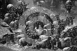 Wildebeests are crossing Mara river. Great Migration. Kenya. Tanzania. Masai Mara National Park.