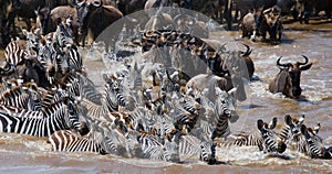 Wildebeests are crossing Mara river. Great Migration. Kenya. Tanzania. Masai Mara National Park.