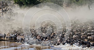 Wildebeests are crossing Mara river. Great Migration. Kenya. Tanzania. Masai Mara National Park.