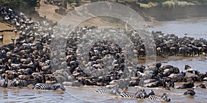 Wildebeests are crossing Mara river. Great Migration. Kenya. Tanzania. Masai Mara National Park.