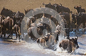 Wildebeests are crossing Mara river. Great Migration. Kenya. Tanzania. Masai Mara National Park.