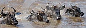 Wildebeests are crossing Mara river. Great Migration. Kenya. Tanzania. Masai Mara National Park.