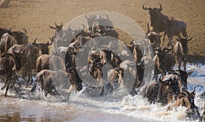 Wildebeests are crossing Mara river. Great Migration. Kenya. Tanzania. Masai Mara National Park.