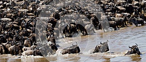 Wildebeests are crossing Mara river. Great Migration. Kenya. Tanzania. Masai Mara National Park.