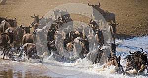 Wildebeests are crossing Mara river. Great Migration. Kenya. Tanzania. Masai Mara National Park.