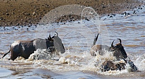 Wildebeests are crossing Mara river. Great Migration. Kenya. Tanzania. Masai Mara National Park.