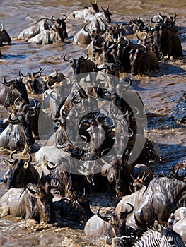 Wildebeests are crossing Mara river. Great Migration. Kenya. Tanzania. Masai Mara National Park.