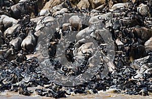 Wildebeests are crossing Mara river. Great Migration. Kenya. Tanzania. Masai Mara National Park.