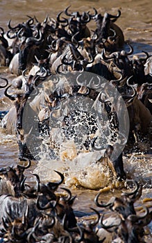 Wildebeests are crossing Mara river. Great Migration. Kenya. Tanzania. Masai Mara National Park.