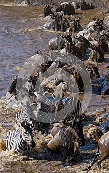 Wildebeests are crossing Mara river. Great Migration. Kenya. Tanzania. Masai Mara National Park.