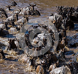 Wildebeests are crossing Mara river. Great Migration. Kenya. Tanzania. Masai Mara National Park.