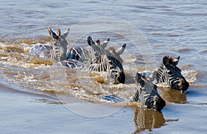 Wildebeests are crossing Mara river. Great Migration. Kenya. Tanzania. Masai Mara National Park.