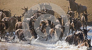 Wildebeests are crossing Mara river. Great Migration. Kenya. Tanzania. Masai Mara National Park.
