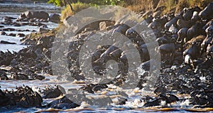 Wildebeests are crossing Mara river. Great Migration. Kenya. Tanzania. Masai Mara National Park.